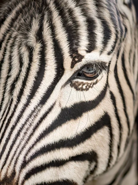 A close up van een equus burchelli — Stockfoto