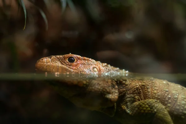 A portrait of a salomon island skink — Stock Photo, Image