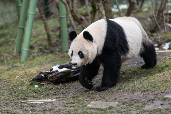 Un panda géant femelle marchant dans un zoo — Photo