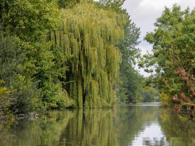 Eski willow ve diğer ağaçlar su Marais Poitevin doğal Bölge Parkı yakınında