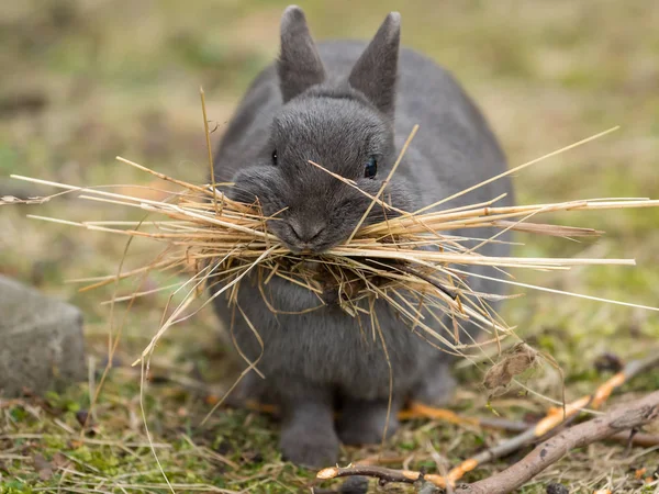 Un coniglio femmina che raccoglie materiale per costruire un nido — Foto Stock