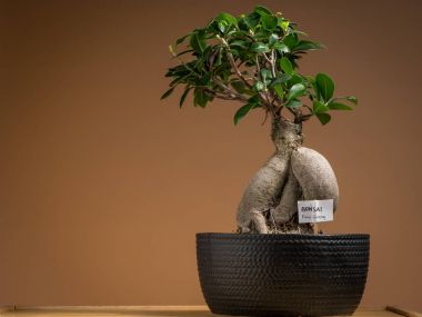 Siyah bir tencereye bir küçük bonsai ficus ağacı dikti