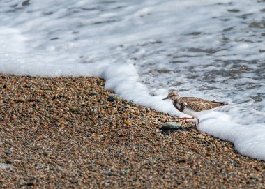Normandy için Fransız bir plajda kırmızı bir turnstone