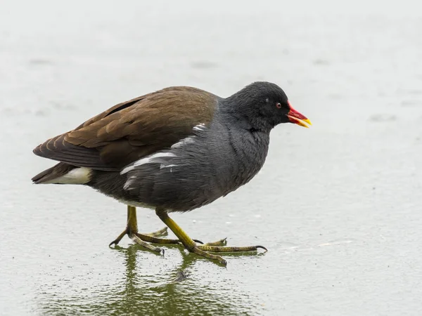 Um moorhen comum em um lago congelado — Fotografia de Stock