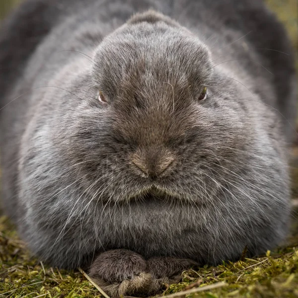 Ein grauer Zwergkaninchen macht Rast — Stockfoto