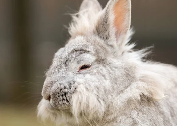 Um retrato de um coelho anão branco — Fotografia de Stock