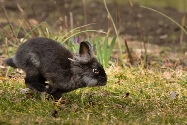 Чорний карликовий кролик біжить і стрибає — стокове фото