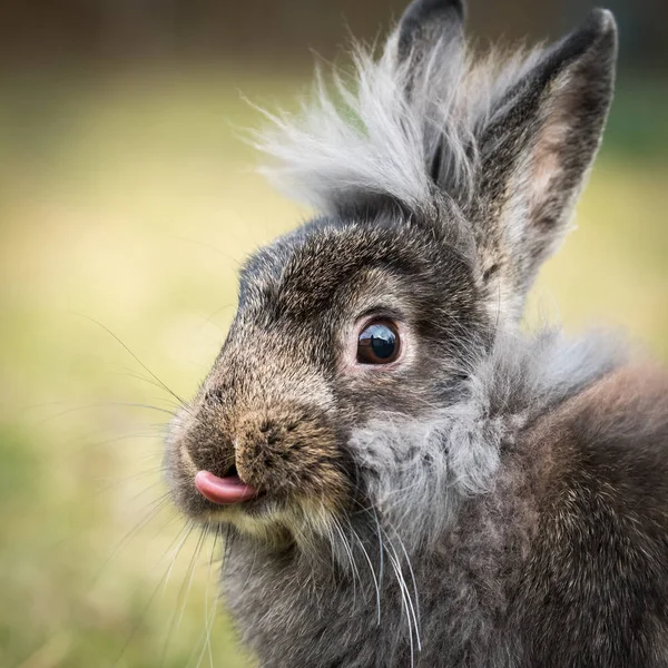 Porträt eines braunen Zwergkaninchens — Stockfoto