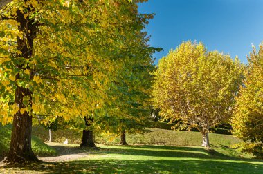 Sonbahar bir İtalyan parkında renkli ağaçlar