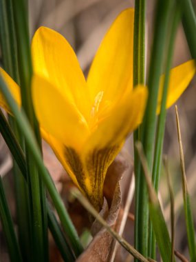 Bahçede sarı Çiğdem çiçeği closeup