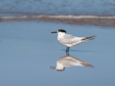 Sahilde bekleyen bir sandviç sumru