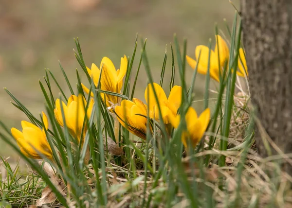 Un gruppo di croco giallo nel giardino — Foto Stock