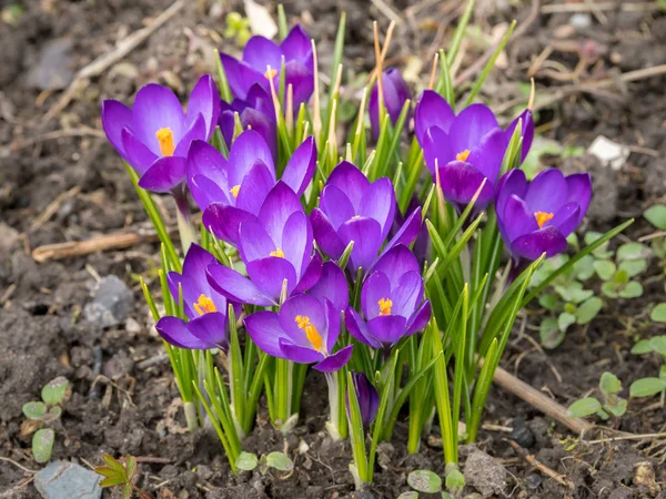 Un gruppo di croco viola nel giardino — Foto Stock