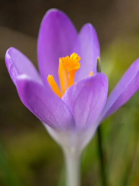 Primo piano di un fiore di croco viola in giardino — Foto Stock