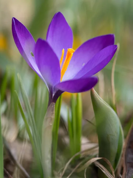 Primo piano di un fiore di croco viola in giardino — Foto Stock