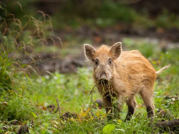 在森林里寻找食物的年轻野猪 — 图库照片