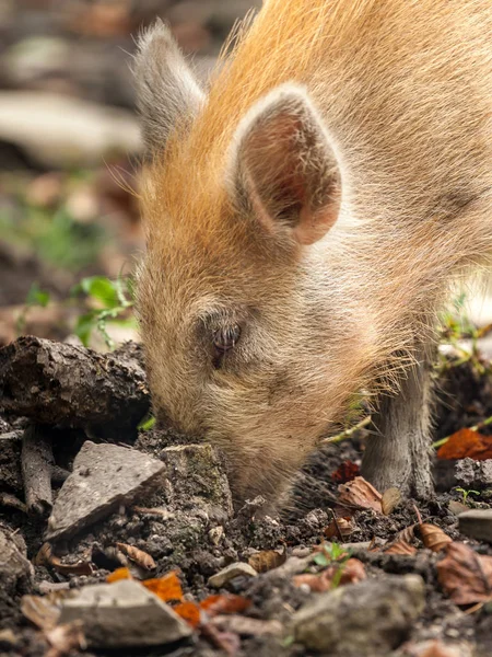 Un jabalí joven en el bosque buscando comida —  Fotos de Stock