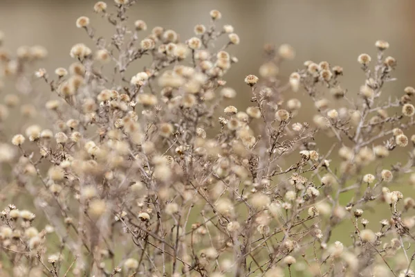 Un aster italien flétri dans un jardin de Vienne — Photo