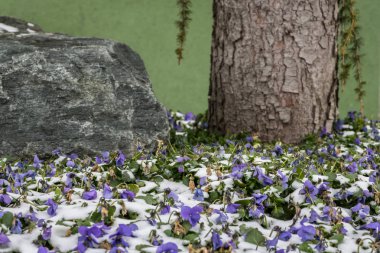 Menekşe Avusturyalı bir mezarlık kar ile kaplı bir alan