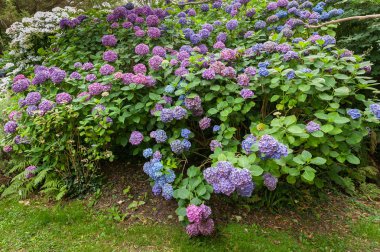 Fransa güzel renkli ortak ortanca çalıların