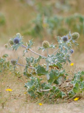 A sea holly growing on sand dunes in France clipart