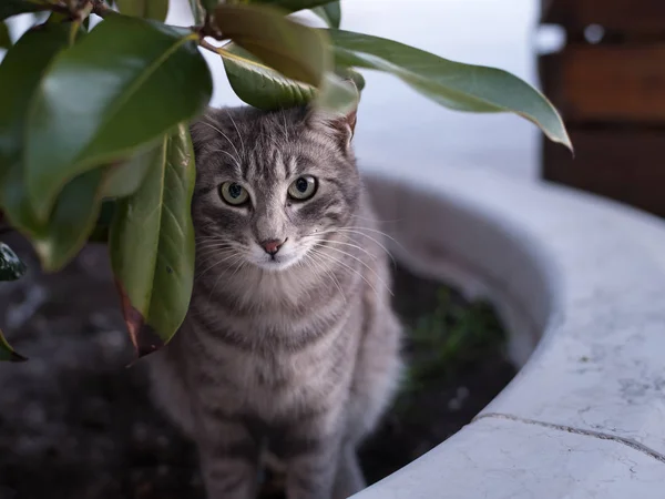 Schattige kleine kat, zittend in een bloempot — Stockfoto