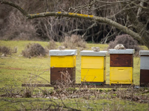 春にクロアチアの牧草地の養蜂場 — ストック写真