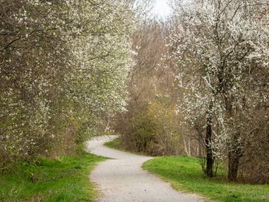 Bahar, beyaz çiçekleri bir parkta yol