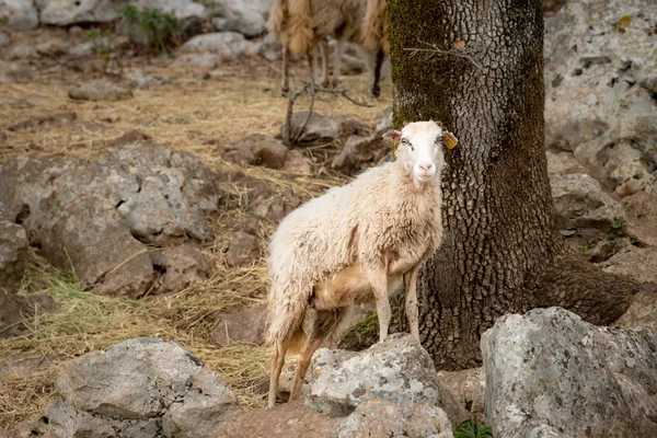 Schaap, lam op een Mediterraan grasland in de lente — Stockfoto