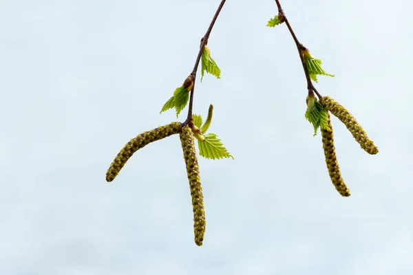 Huş ağacı çiçeği güneşli bir bahar — Stok fotoğraf