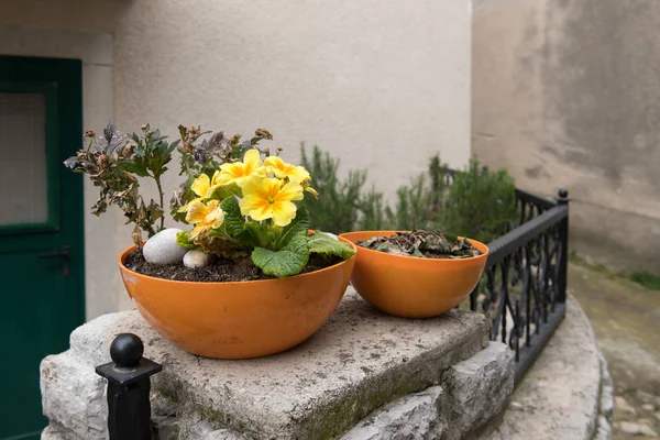 Gelbe Primel im Topf, Gasse in Lubenice — Stockfoto