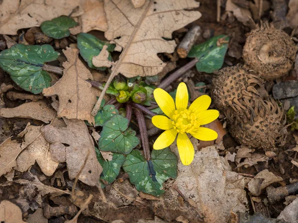 A fig buttercup blooming in early spring — Stock Photo, Image