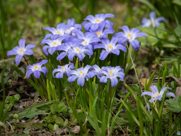 Alcuni fiori di Gloria della neve in primavera — Foto Stock