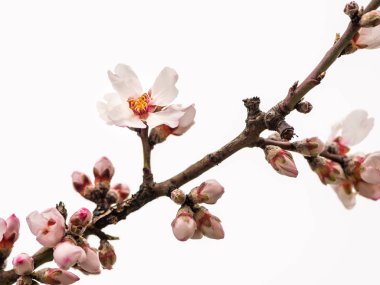 Avusturya'da bir kiraz ağacı-erken Bahar