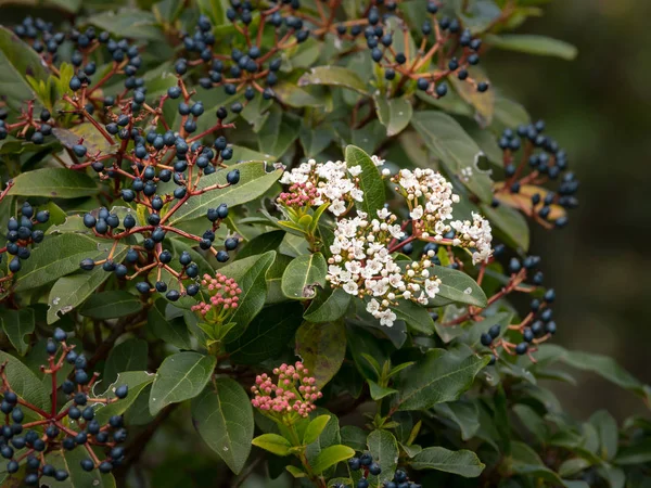 Un lauréat à feuilles persistantes sur l'île de Cres — Photo