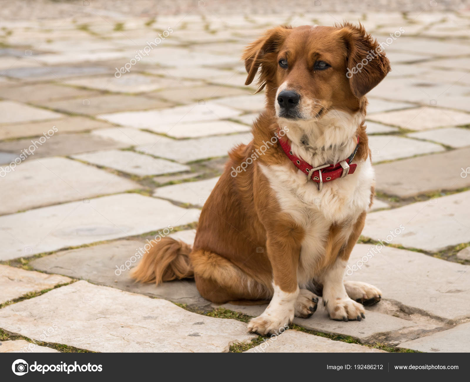 Perro cafe con blanco Un lindo café perro blanco sentado