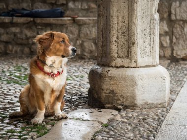 Otururken, şirin bir kahverengi beyaz köpek Cres Pazar