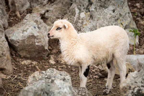 Ovelhas, cordeiro em um pasto mediterrâneo entre rochas na primavera — Fotografia de Stock