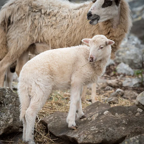 春に岩の間の地中海の牧草地に羊羊 — ストック写真