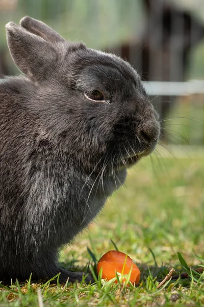 Ein grauer Zwergkaninchen frisst eine Möhre — Stockfoto