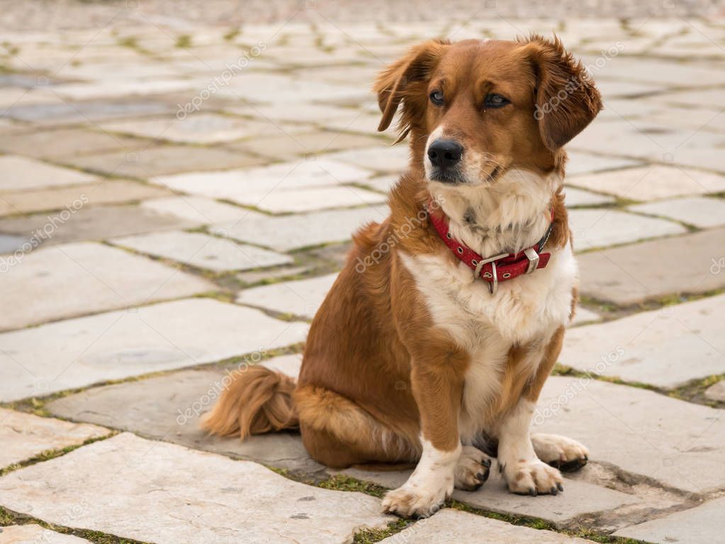 Perro cafe con blanco | Un lindo café perro blanco sentado, mercado