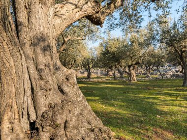 Eski zeytin ağacı Cres kenti yakınındaki bir zeytin Grove