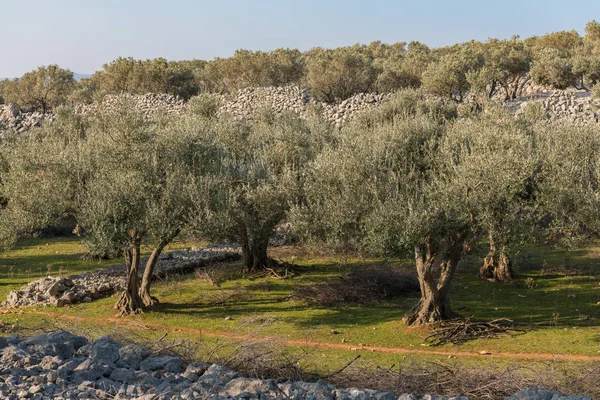 Olivo y muros de piedra cerca de la ciudad de Cres — Foto de Stock