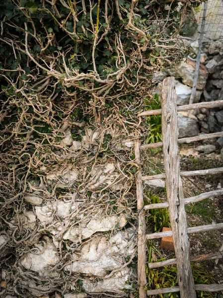 Hiedra creciendo en una pared de piedra y una vieja puerta — Foto de Stock