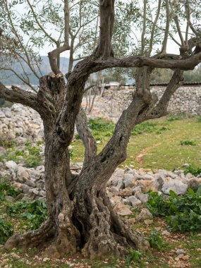 Hırvatistan'daki ilginç kökleri ile bir zeytin ağacı