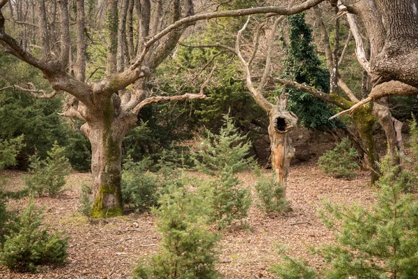 Arbres anciens avec trous au printemps en Croatie — Photo