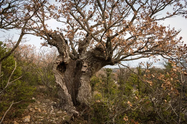 Una vecchia quercia con cavità e buchi in Croazia — Foto Stock