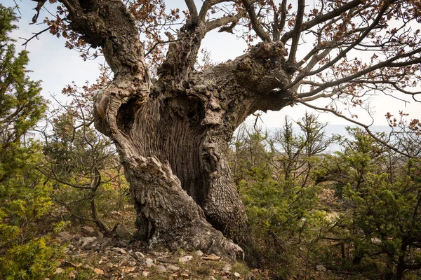Una vecchia quercia con cavità e buchi in Croazia — Foto Stock
