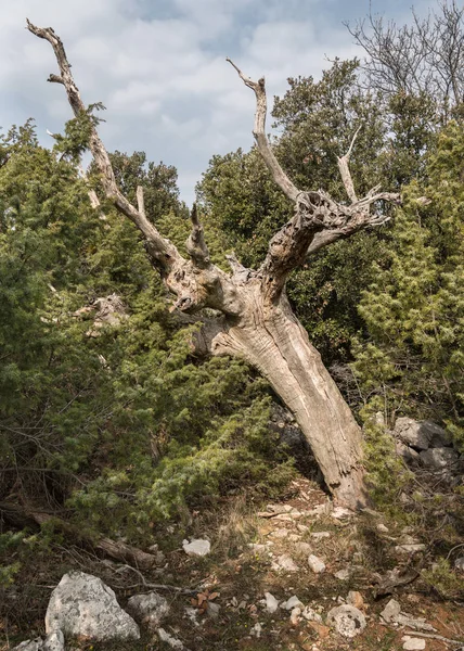 Un albero morto tra i cespugli di ginepro in Croazia — Foto Stock