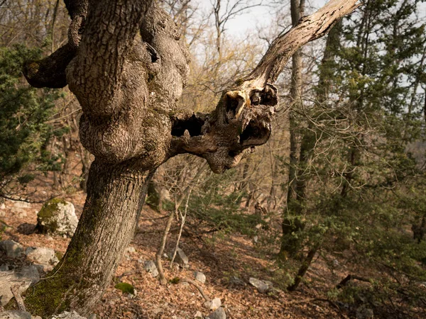 Un vieil arbre avec cavités et trous — Photo